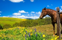 A horse on a leash at a summer meadow. Horse in summer meadow flowers. Horse at fence on summer meadow flowers. Horse in summer