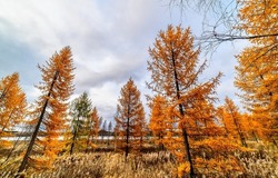 Autumn trees on the background of the autumn sky. Autumn in nature. Autumn trees