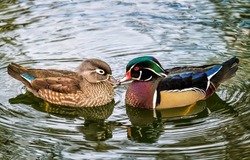 Duck and drake in the water. Duck with drake. Couple in love - duck and drake. Duck and drake portrait