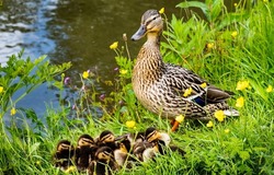 Duck with ducklings on the river bank. Ducklings an duck in river grass. Duck walking with ducklings. Duck and ducklings