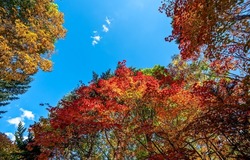 Red foliage of autumn trees. Autumn tree tops. Red autumn leaves. Red autumn treetops