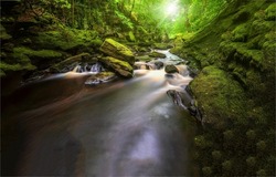 A forest stream in a mossy forest. Mossy forest stream flow. River stream in mossy forest. Mossy forest river stream view