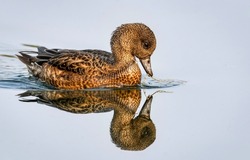 A lonely duck swims and looks at her reflection. Duck in water. Duck portrait. Cute lonely duck