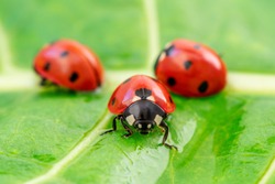 Three ladybugs on the green leaf after rain