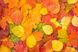 Colorful and bright background made of fallen autumn leaves 