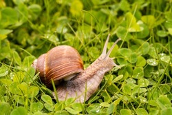 Snail gliding on the wet grass texture. Large mollusk snail with light brown striped shell. 