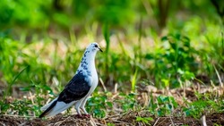 Columbidae is a bird family consisting of pigeons and doves. It is the only family in the order Columbiformes