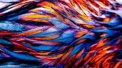 Rooster feathers. Indian rooster bright color feathers.
