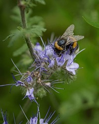 Close-up photo of a bumblebee and a flower with green background
