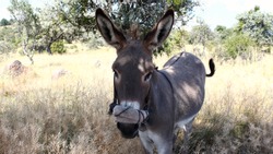 donkey resting in the shade