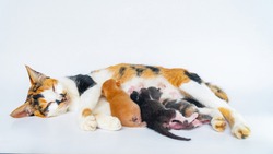 Mother cat is Nursing a 4 Day Old Kitten in White Background