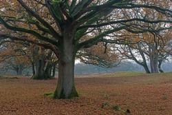 Old wood pasture (Quercus robur), Borkener Paradies nature reserve, Emsland, Lower Saxony, Germany
