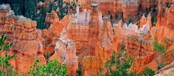 View from Rim Trail into the Queens Garden of Bryce Canyon, Bryce Canyon National Park, Utah, United States