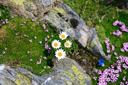 Flowers on moss-covered rocks with lichen
