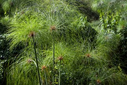 Paper reed (Cyperus papyrus), Reunion