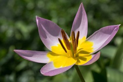 Yellow-purple tulip, dwarf tulip (Tulipa humilis), postmark and stamens, Wildtulpe, Baden-Württemberg, Germany