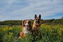 Beautiful German and Australian Shepherds are sitting in rapeseed field and smiling. Charming purebred dogs in blooming yellow field in flowers in summer or late spring. Best friends on walk.