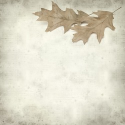 textured old paper background with red oak leaves