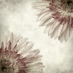 textured old paper background with white and pink gerbera