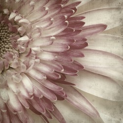 textured old paper background with white and pink gerbera