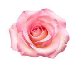 fully open gentle pik rose isolated on white background