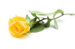 single yellow rose; isolated on white background;