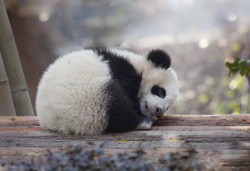 A baby panda lies sleeping