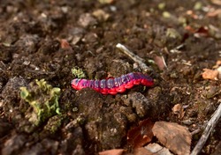 Worm is the large caterpillar. Red Mopane worms on ground. Big and long worm caterpillar insect larva from the order Lepidoptera (butterflies)