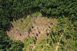 Felled forest, aerial view. Destruction of forests and felling of trees. Forests illegal disappearing. Environmetal and ecological issues. Forestry concept. Aerial Perspective of green pine and spruce