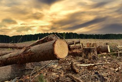 Felled tree against the sunset. Cutting trees at forests area. ​Stacks of cut wood. Deforestation forest and Illegal logging. Wood logs, timber logging. Destruction the environmetal and ecology.