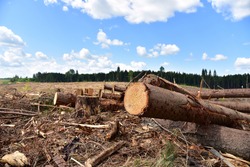 Deforestation forest and Illegal logging. Cutting trees. ​Stacks of cut wood. Wood logs, timber logging, industrial destruction. Forests illegal disappearing. Environmetal and ecological issues