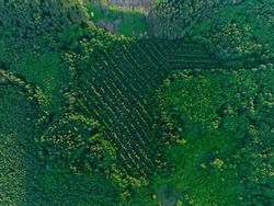 Forest destruction and felling of trees, drone view. Deforestation forest and Illegal logging. Cutting trees. Stacks of cut wood. Forests illegal disappearing. Deforestation, Forest destruction.  