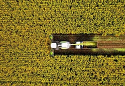 Corn Harvest. Forage harvester on maize cutting in field. Harvesting crop in farm field. Self-propelled Harvester for agriculture. Tractor on corn harvest. Aerial View Of A Farmer Harvesting Silage. 