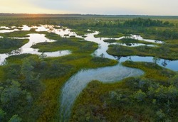 Swamp Yelnya on sunset landscape. Wild mire of Belarus. East European swamps and Peat Bogs. Ecological reserve in wildlife. Marshland with islands and pine trees. Swampy land and wetland, marsh, bog.