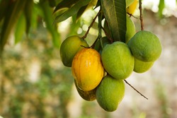 Bunch of green and ripe orange  mango on tree. Selective focus on orange mango. Selective focus