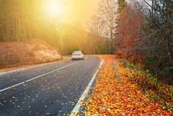 Splendid image in the forest colored leaves, asphalt road. İstanbul, Bursa, Turkey.