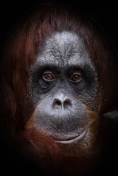 Phlegmatic sad face orangutan, sad philosophical view.