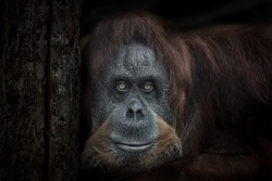 Sad and wise female orangutan looks full face with her head leaning against a tree black background, broad shoulders and sadness