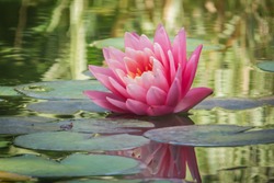 Beautiful pink water lily or lotus flower Perry's Orange Sunset. Nymphaea is reflected in the water. Soft blurred background of dark leaves from an old pond. Nature concept for design