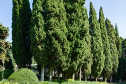 Rows of Cupressus sempervirens, Mediterranean cypress or Italian cypress, pencil pine. Nature concept for design. Aivazovsky park in Partenit, Crimea