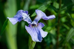 Close-up of blue Siberian Iris (Iris sibirica) or Siberian flag against blurred green background. Perennial plant with purple-blue flowers with white - yellow centre.There is place for your text.