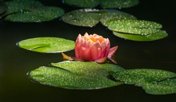 Magic big bright pink lily or lotus flower Perry's Orange Sunset in pond. Nymphaea with water drops in garden pond. Flower landscape for nature wallpaper with copy space. Selective focus