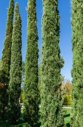 A group of Cupressus sempervirens or Mediterranean cypress planted in new modern city park Krasnodar. Public landscape 'Galitsky park' for relaxation and walking. Sunny autumn september day 2020.