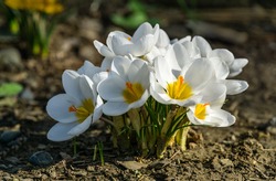 Close-up of Crocus Ard Schenk. Soft focus of beautiful white crocuses in spring garden background. Nature concept for spring design with place for your text.