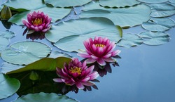 Three Red water lily or lotus flower Attraction in the pond of Arboretum Park Southern Cultures in Sirius (Adler) Sochi. Magic close-up of Nymphaea 'Attraction' on blue water background 