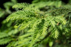 Close-up of green leaves of evergreen Sequoia sempervirens Glauca (Coast Redwood Tree) in Arboretum Park Southern Cultures in Sirius (Adler) Sochi. Nature wallpaper, copy space. 
