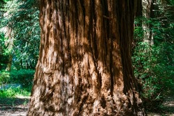 Close-up of brown textured trunk of evergreen Sequoia sempervirens Glauca (Coast Redwood Tree) in Arboretum Park Southern Cultures in Sirius (Adler) Sochi. Original nature background, copy space. 