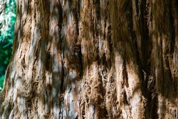 Close-up of brown textured bark of evergreen Sequoia sempervirens Glauca (Coast Redwood Tree) in Arboretum Park Southern Cultures in Sirius (Adler) Sochi. Original nature background, copy space. 