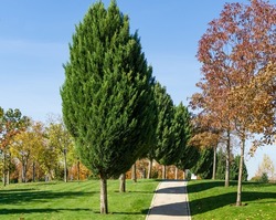 A row of Cupressus sempervirens or Mediterranean cypress in alley of modern city park Krasnodar. Public landscape Galitsky park for relaxation and walking. Sunny autumn day 2021.