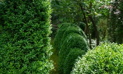 Close-up of a Boxwood Buxus sempervirens or European box bush left and right in focus and blurred rows of boxwood in middle. Landscape garden. Perfect backdrop for any natural theme with copy space